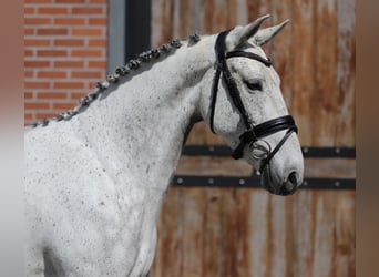 Connemara, Mare, 6 years, 14.2 hh, Grey