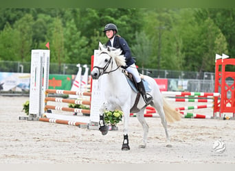 Connemara, Mare, 6 years, 14.2 hh, Grey