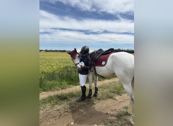 Connemara, Mare, 6 years, 14.2 hh, Grey