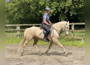 Connemara Mix, Mare, 6 years, 14.2 hh, Palomino