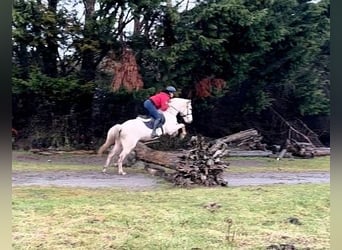 Connemara Mix, Mare, 6 years, 14.2 hh, Palomino