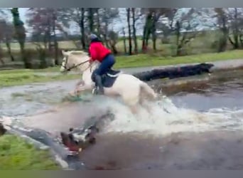 Connemara Mix, Mare, 6 years, 14.2 hh, Palomino