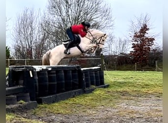 Connemara Mix, Mare, 6 years, 14.2 hh, Palomino