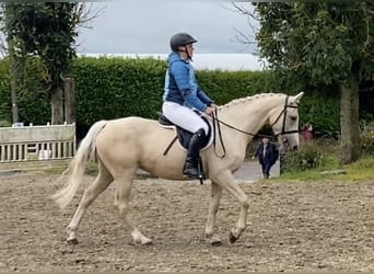 Connemara Mix, Mare, 6 years, 14.2 hh, Palomino