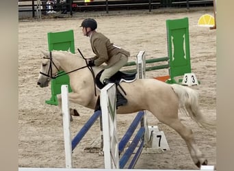 Connemara Mix, Mare, 6 years, 14.2 hh, Palomino