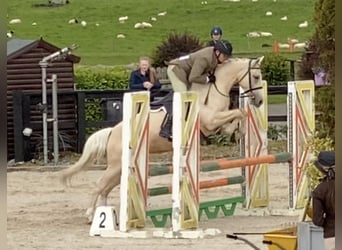 Connemara Mix, Mare, 6 years, 14.2 hh, Palomino