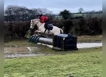 Connemara Mix, Mare, 6 years, 14.2 hh, Palomino