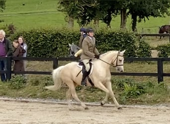 Connemara Mix, Mare, 6 years, 14.2 hh, Palomino