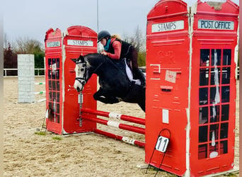 Connemara, Mare, 6 years, 14 hh, Gray