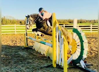 Connemara, Mare, 6 years, 14 hh, Gray