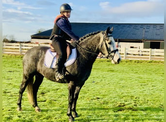 Connemara, Mare, 6 years, 14 hh, Gray