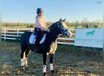 Connemara, Mare, 6 years, 14 hh, Gray