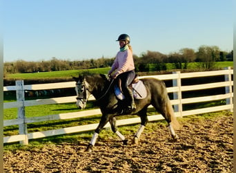 Connemara, Mare, 6 years, 14 hh, Gray