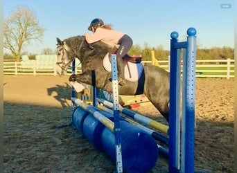 Connemara, Mare, 6 years, 14 hh, Gray