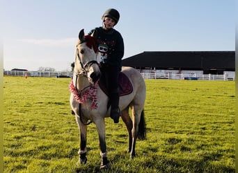 Connemara, Mare, 6 years, 14,1 hh, Dun