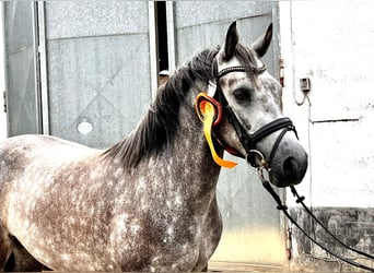Connemara, Mare, 6 years, 14,1 hh, Gray-Dapple