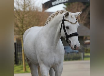 Connemara, Mare, 6 years, 14,1 hh, Grey