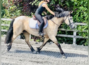 Connemara, Mare, 6 years, 14,2 hh, Dun