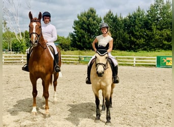 Connemara, Mare, 6 years, 14,2 hh, Dun
