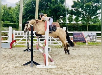 Connemara, Mare, 6 years, 14,2 hh, Dun