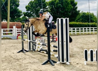 Connemara, Mare, 6 years, 14,2 hh, Dun