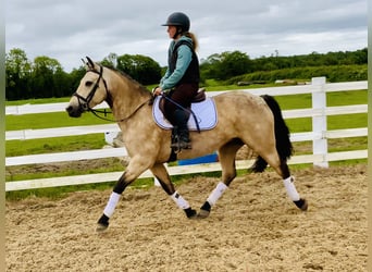 Connemara, Mare, 6 years, 14,2 hh, Dun