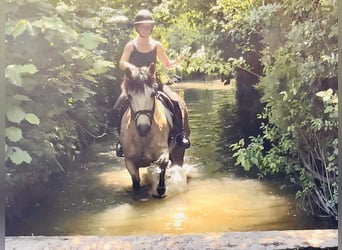 Connemara, Mare, 6 years, 14,2 hh, Dun