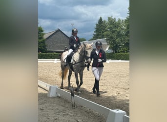Connemara, Mare, 6 years, 14,2 hh, Gray