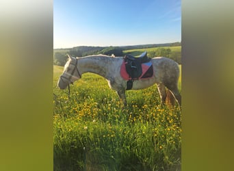 Connemara, Mare, 6 years, 14,2 hh, Gray