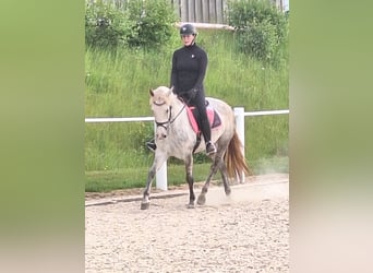 Connemara, Mare, 6 years, 14,2 hh, Gray