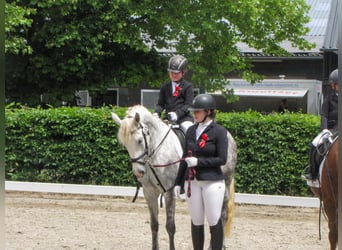 Connemara, Mare, 6 years, 14,2 hh, Gray