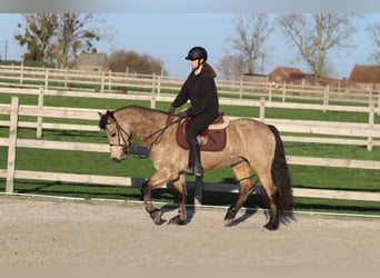Connemara, Mare, 6 years, 14,3 hh, Dun