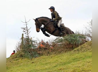 Connemara, Mare, 6 years, 15.1 hh, Bay