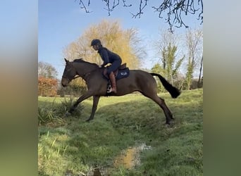 Connemara, Mare, 6 years, 15.1 hh, Bay