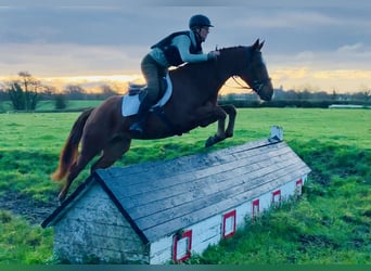 Connemara Mix, Mare, 6 years, 15.1 hh, Chestnut-Red