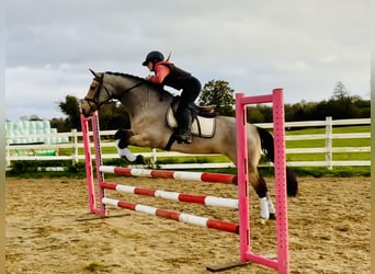 Connemara, Stute, 6 Jahre, 15,1 hh, Falbe