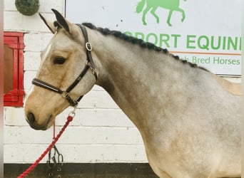 Connemara, Stute, 6 Jahre, 15,1 hh, Falbe