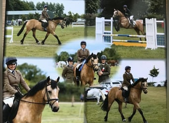 Connemara, Stute, 6 Jahre, 15,1 hh, Falbe