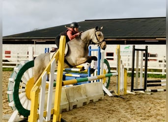 Connemara, Stute, 6 Jahre, 15,1 hh, Falbe