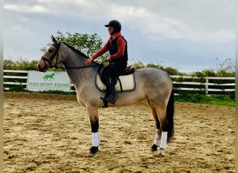 Connemara, Stute, 6 Jahre, 15,1 hh, Falbe