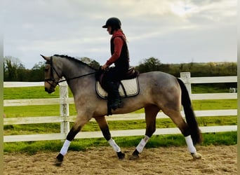 Connemara, Stute, 6 Jahre, 15,1 hh, Falbe