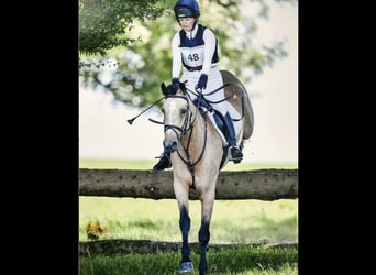 Connemara, Stute, 6 Jahre, 15,1 hh, Falbe