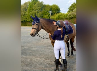 Connemara, Mare, 6 years, 15.1 hh, Dun