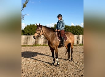 Connemara, Mare, 6 years, 15.1 hh, Dun