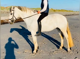 Connemara, Mare, 6 years, 15.1 hh, Grey-Dapple