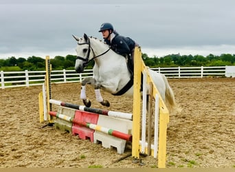 Connemara, Mare, 6 years, 15,1 hh, Gray