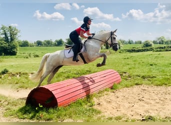 Connemara, Mare, 6 years, 15,1 hh, Gray