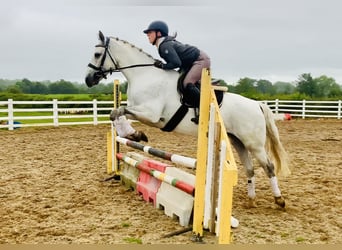 Connemara, Mare, 6 years, 15,1 hh, Gray
