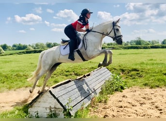 Connemara, Mare, 6 years, 15,1 hh, Gray