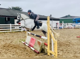 Connemara, Mare, 6 years, 15,1 hh, Gray